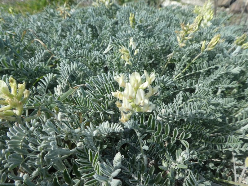 Astragalus miguelensis, photographed by datadan