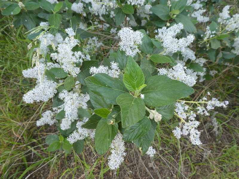 Ceanothus arboreus, photographed by datadan
