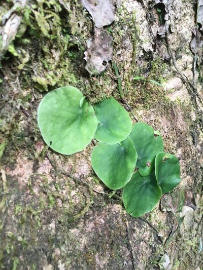 Monstera spruceana, photographed by rebecca bachman