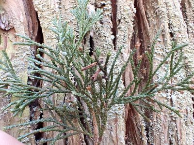 Chamaecyparis thyoides, photographed by Taro Ietaka