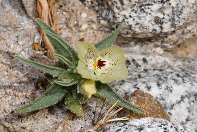 Mohavea confertiflora