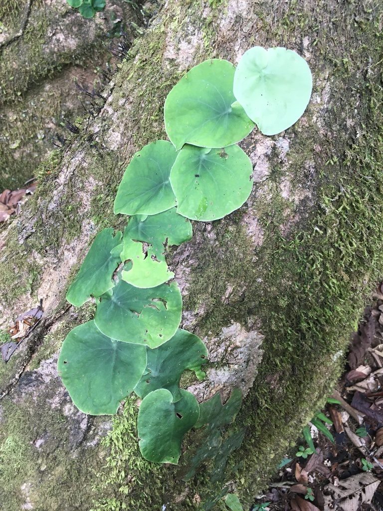 Monstera spruceana, photographed by rebecca bachman