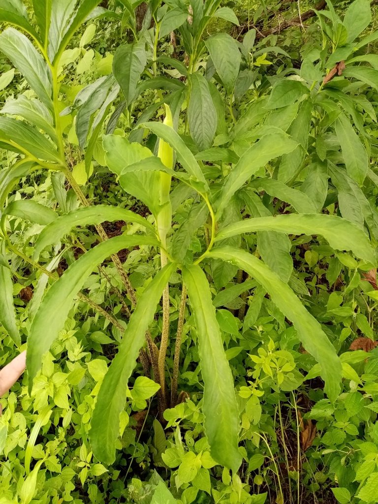 Xanthosoma helleborifolium, photographed by Pier Luiggi Maquilón