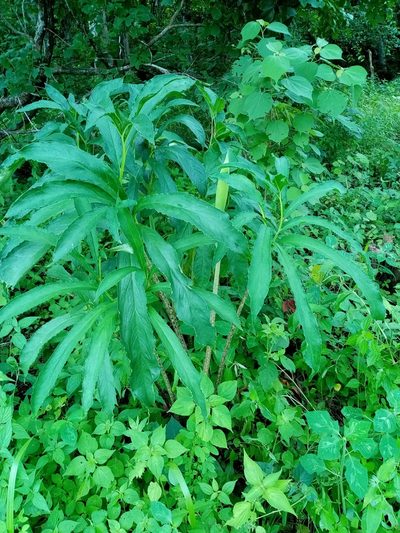 Xanthosoma helleborifolium, photographed by Pier Luiggi Maquilón