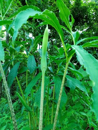 Xanthosoma helleborifolium, photographed by Pier Luiggi Maquilón