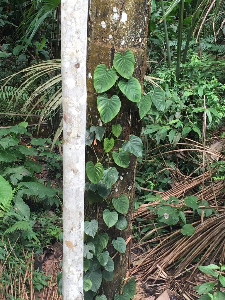 Philodendron brandtianum, photographed by rebecca bachman