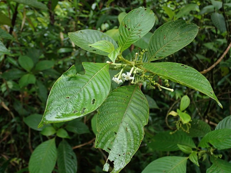 Tournefortiopsis crispiflora, photographed by Nolan Exe