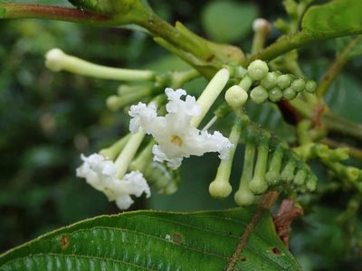 Tournefortiopsis crispiflora, photographed by Nolan Exe