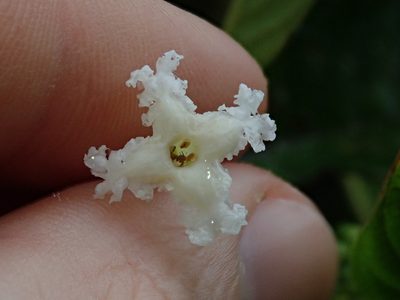 Tournefortiopsis crispiflora, photographed by Nolan Exe