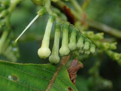 Tournefortiopsis crispiflora, photographed by Nolan Exe