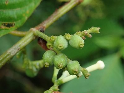 Tournefortiopsis crispiflora, photographed by Nolan Exe