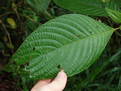 Tournefortiopsis crispiflora, photographed by Nolan Exe