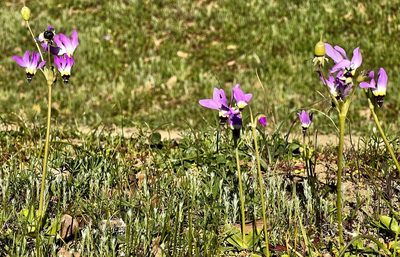 Primula clevelandii, photographed by Chuck Wilson