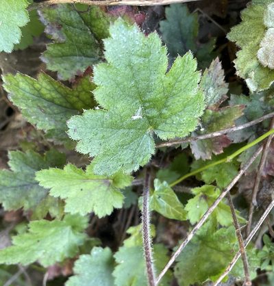 Heuchera pilosissima, photographed by Irene