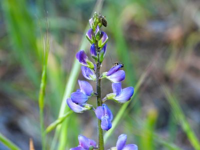Lupinus truncatus, photographed by James M. Maley