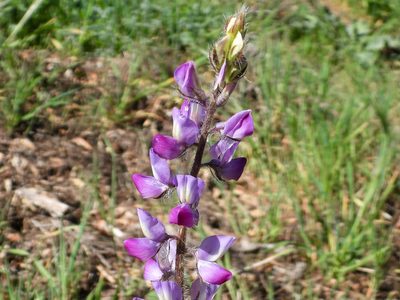 Lupinus hirsutissimus, photographed by James M. Maley
