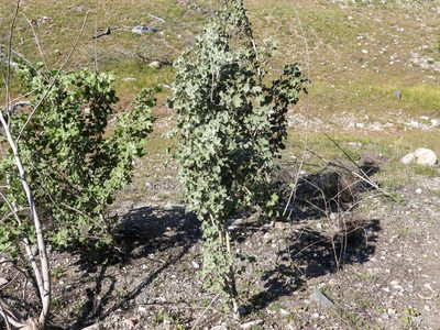 Malacothamnus davidsonii