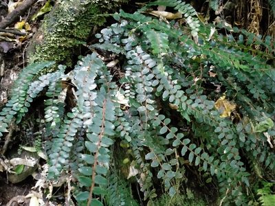 Pellaea rotundifolia, photographed by John Barkla