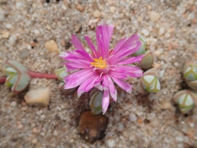 Braunsia maximiliani, photographed by Peter Warren