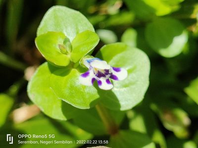 Lindernia rotundifolia, photographed by Ong Jyh Seng