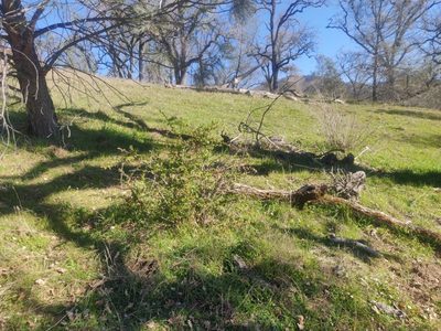 Ribes californicum, photographed by Alexander Wentworth