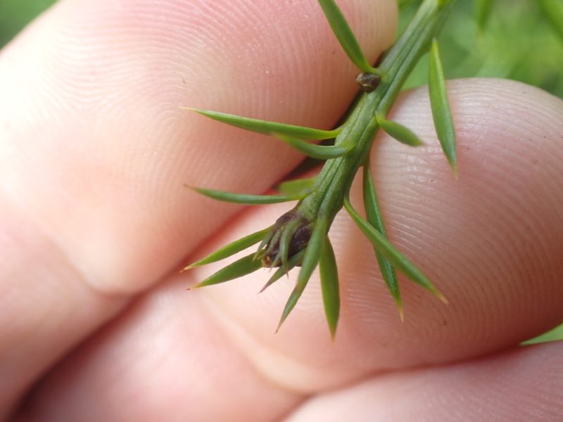 Podocarpus acutifolius, photographed by Paul Bell-Butler