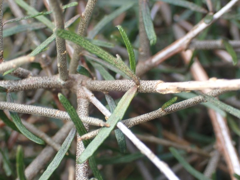 Melicytus flexuosus, photographed by Paul Bell-Butler