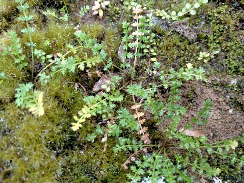 Chaerophyllum colensoi, photographed by John Barkla