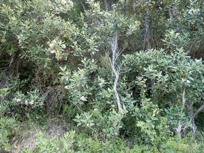 Olearia avicenniifolia, photographed by Paul Bell-Butler