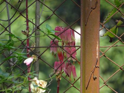 Kalanchoe pinnata, photographed by Dhrupad Das