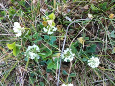 Trifolium nigrescens, photographed by Pere Barnola