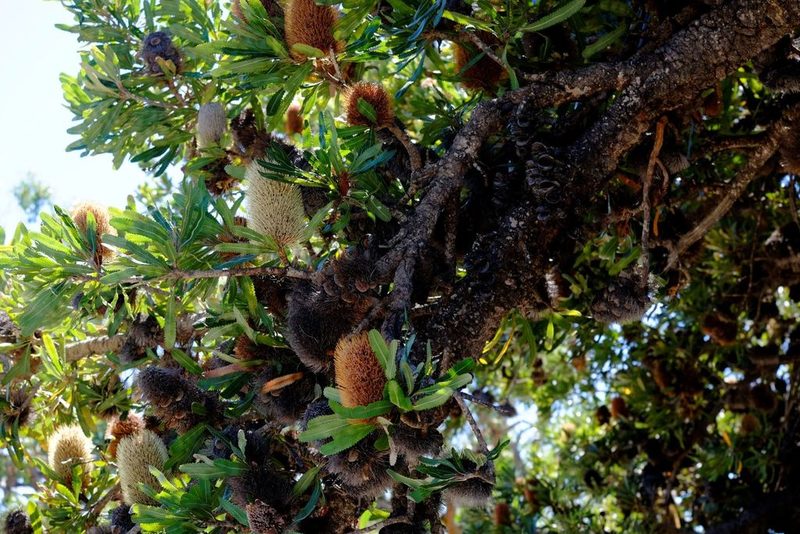 Banksia serrata, photographed by Peter Crowcroft