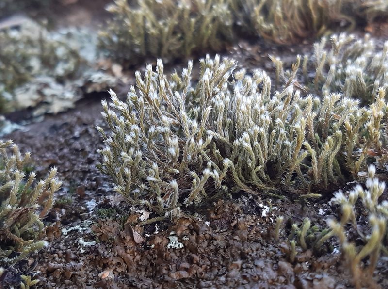 Hedwigia emodica, photographed by Martin Scheuch