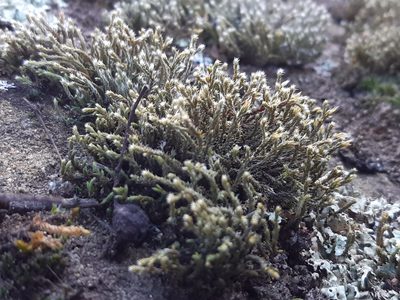 Hedwigia emodica, photographed by Martin Scheuch