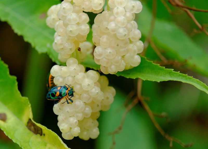 Sambucus gaudichaudiana, photographed by Peter Crowcroft