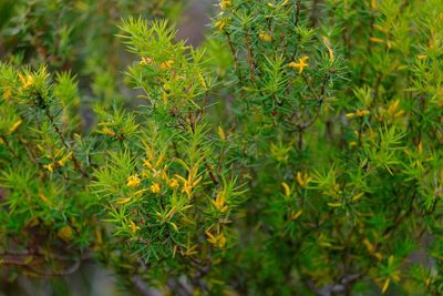 Persoonia juniperina, photographed by Peter Crowcroft