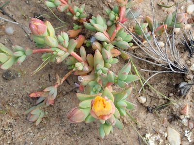 Lampranthus glaucus, photographed by Peter Warren