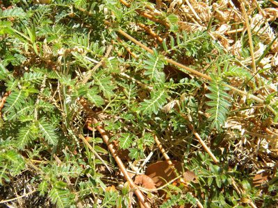 Tribulus terrestris, photographed by Tim Kirsten