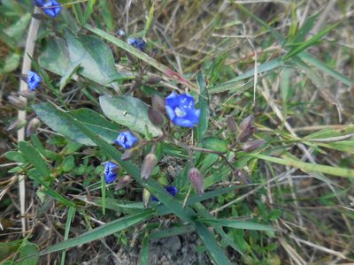 Hydrolea zeylanica, photographed by Sandipan Das