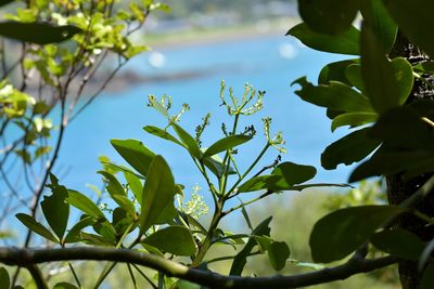 Pseudopanax lessonii, photographed by Christopher Stephens