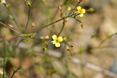 Linum trigynum, photographed by Christopher Stephens