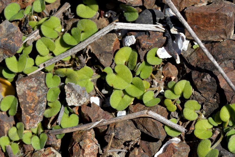 Dichondra brevifolia, photographed by Christopher Stephens