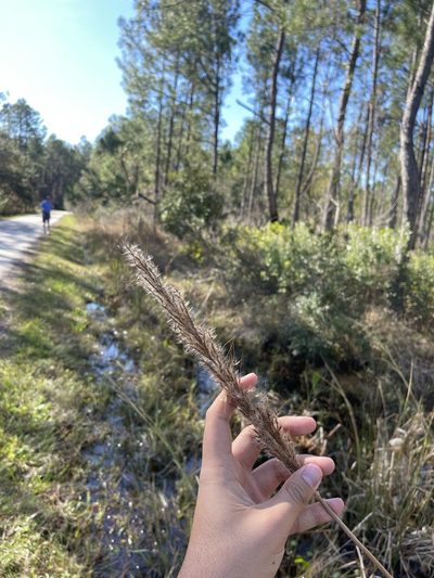 Erianthus giganteus, photographed by Brandon Corder