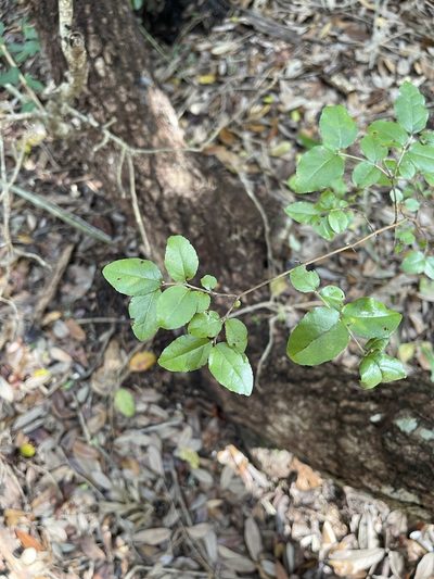 Sageretia minutiflora, photographed by Brandon Corder