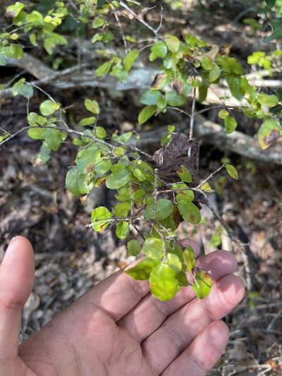 Sageretia minutiflora, photographed by Brandon Corder