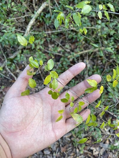 Sageretia minutiflora, photographed by Brandon Corder
