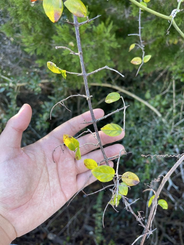 Sageretia minutiflora, photographed by Brandon Corder
