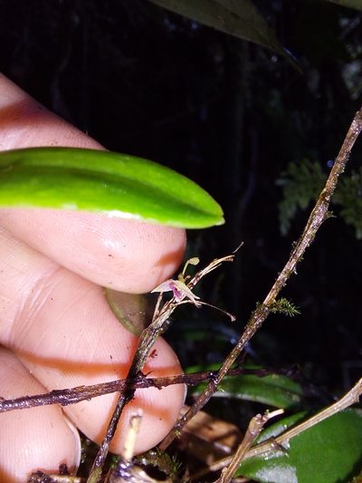 Lepanthes ferax, photographed by Daniel Mesa