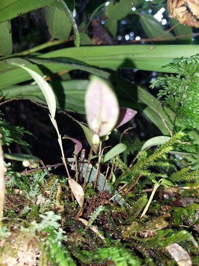 Lepanthes ferax, photographed by Daniel Mesa