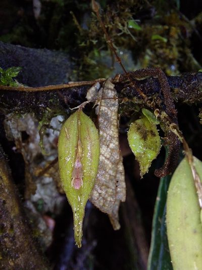 Lepanthes mucronata, photographed by Daniel Mesa